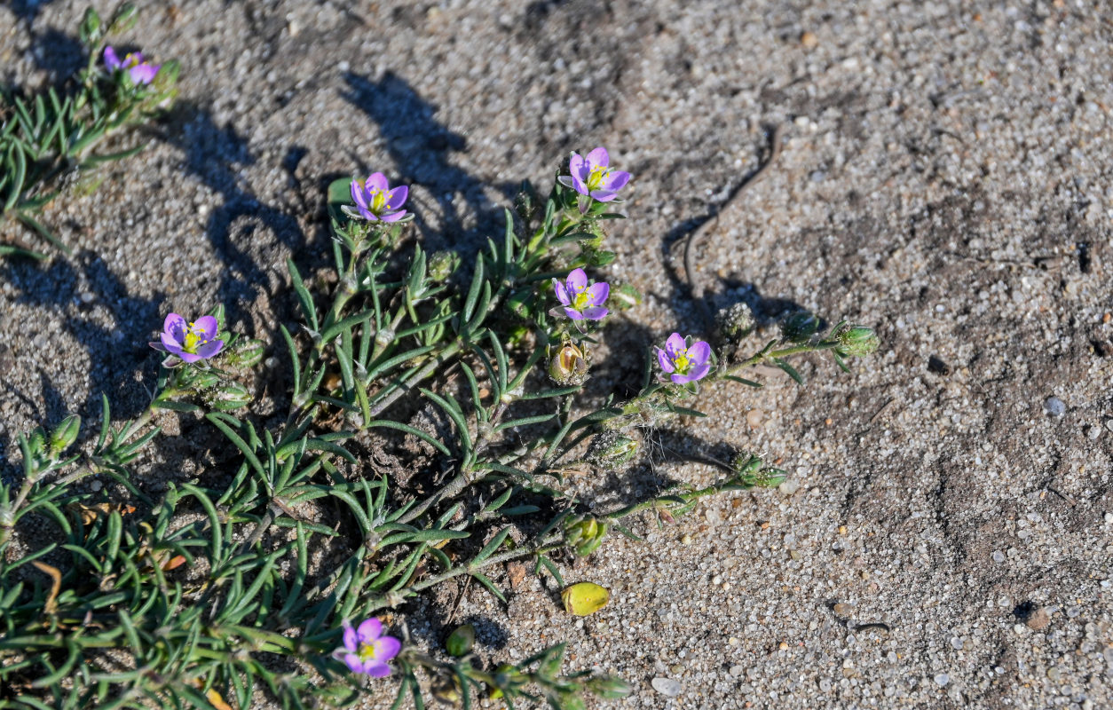 Image of Spergularia rubra specimen.