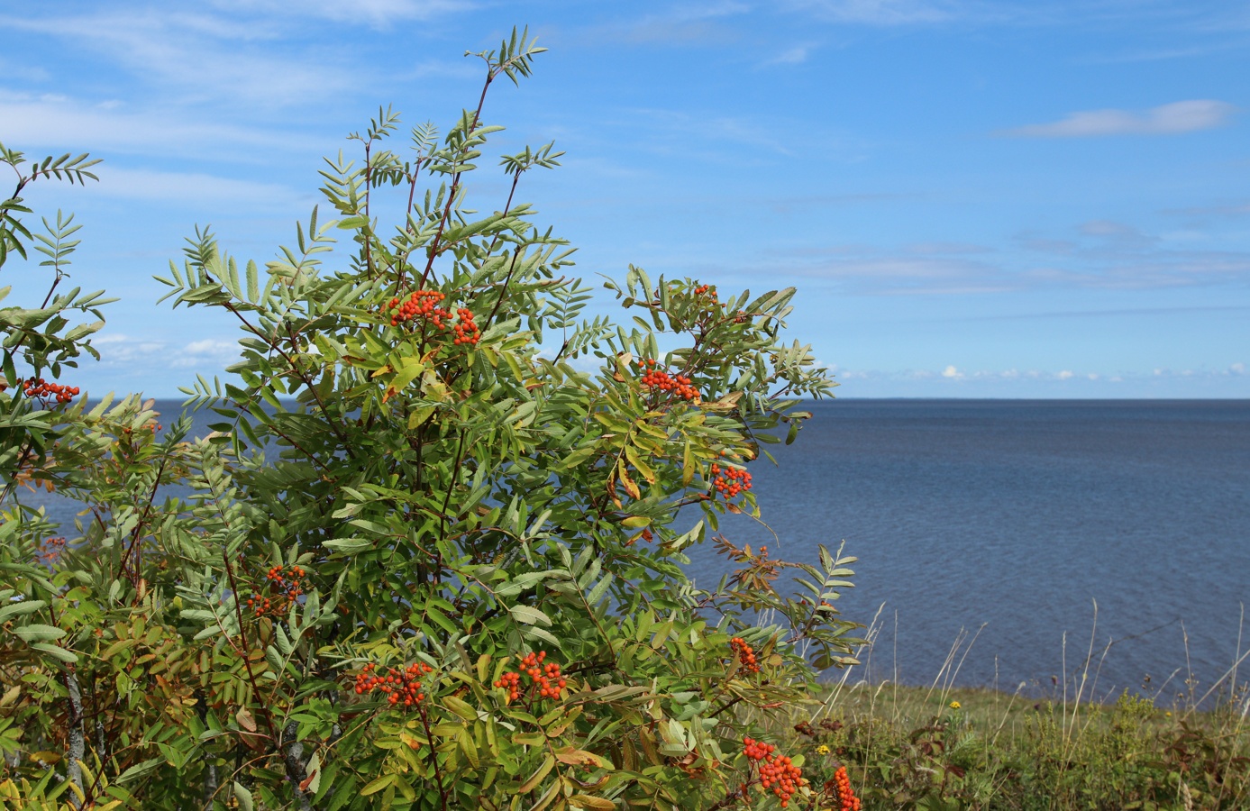 Image of Sorbus aucuparia specimen.