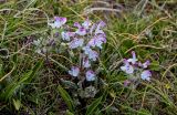 Pedicularis cheilanthifolia. Цветущее растение. Киргизия, Ошская обл., Памир, Заалайский хр., долина руч. Разведывательный, ур. Луковая Поляна, ≈ 3800 м н.у.м., альпийский луг. 03.07.2022.