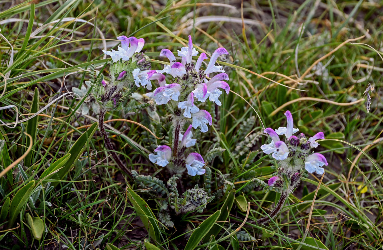 Изображение особи Pedicularis cheilanthifolia.