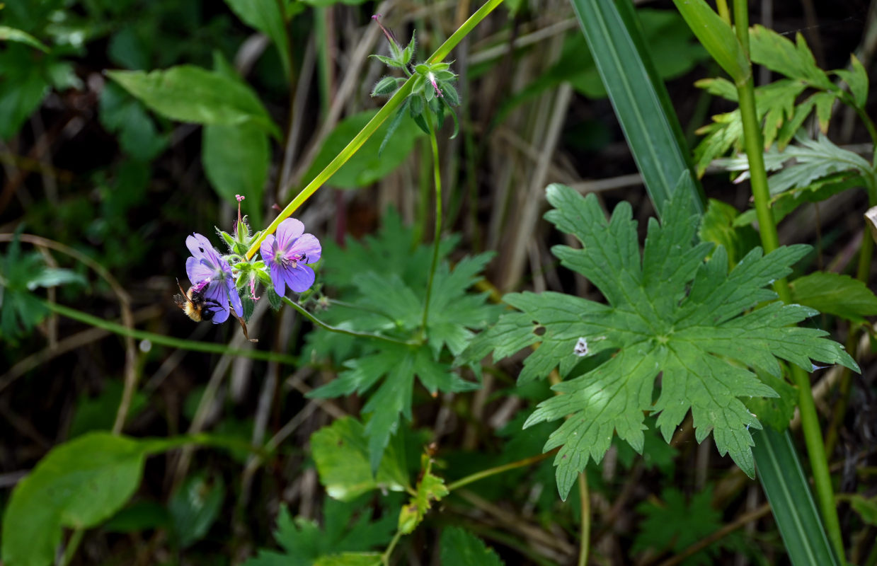 Изображение особи Geranium erianthum.