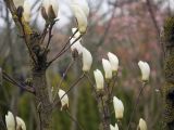Magnolia denudata