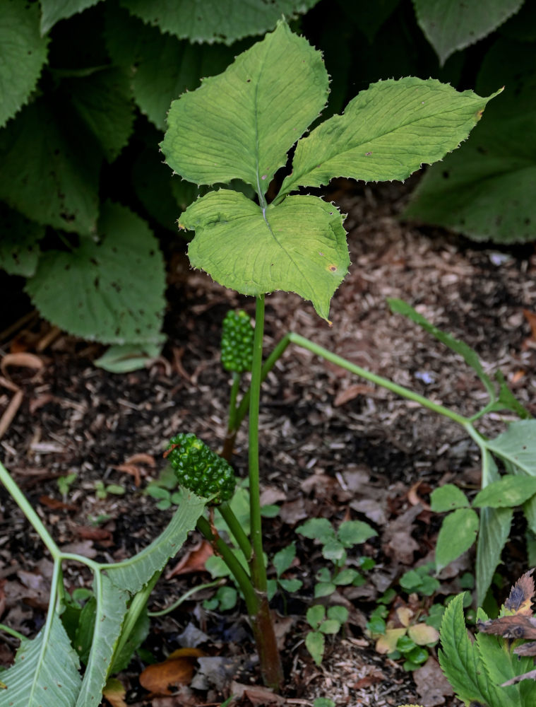 Image of Arisaema komarovii specimen.