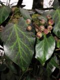 Hedera pastuchovii