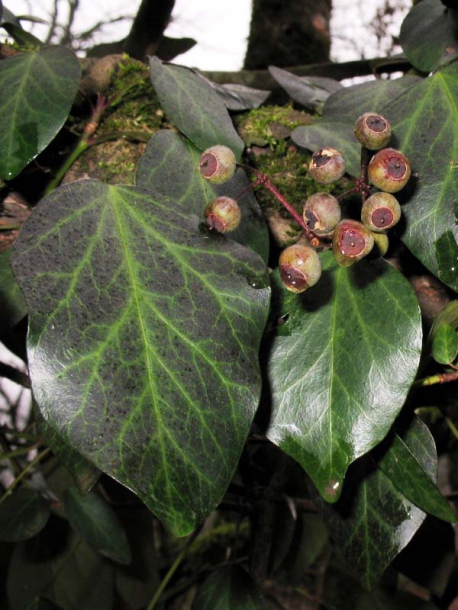 Изображение особи Hedera pastuchovii.