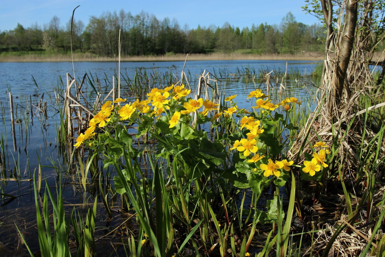 Image of Caltha palustris specimen.