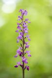 Orchis mascula