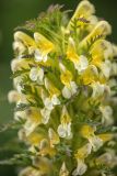 Pedicularis condensata