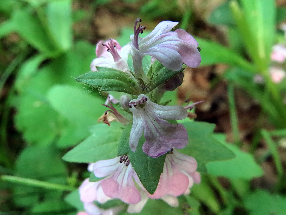 Image of Ajuga genevensis specimen.