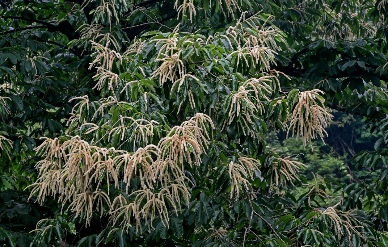 Image of Castanea mollissima specimen.