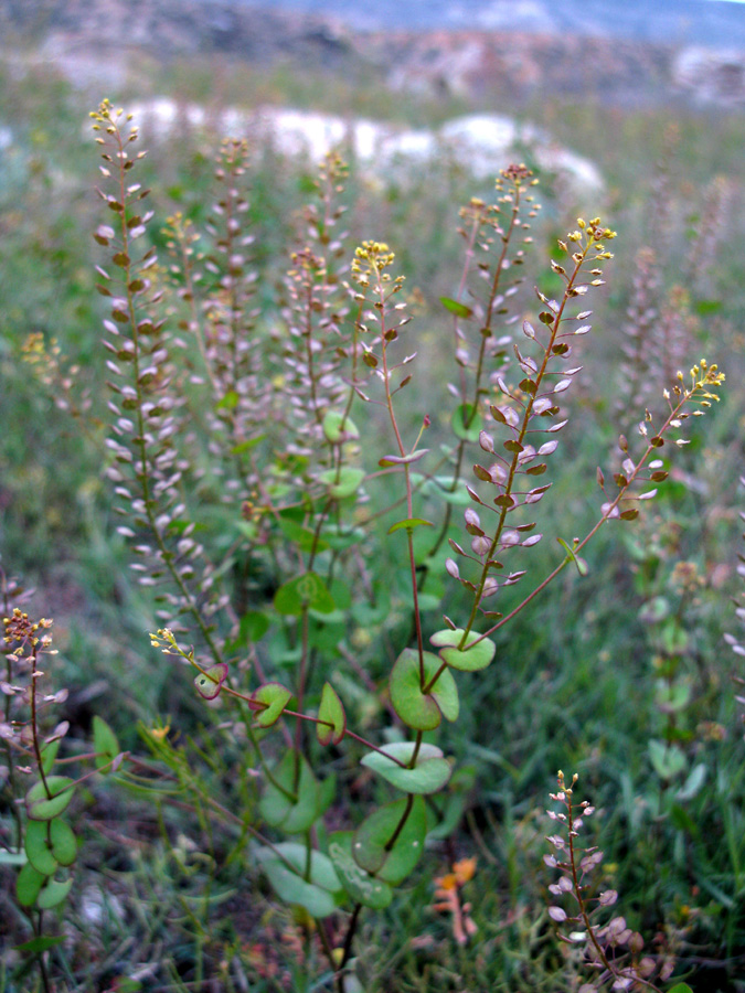 Изображение особи Lepidium perfoliatum.