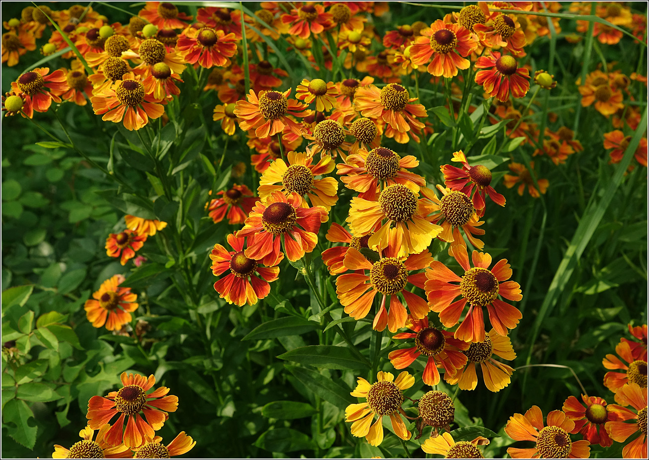 Изображение особи Helenium autumnale.