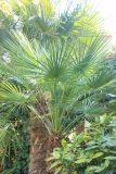 Trachycarpus fortunei