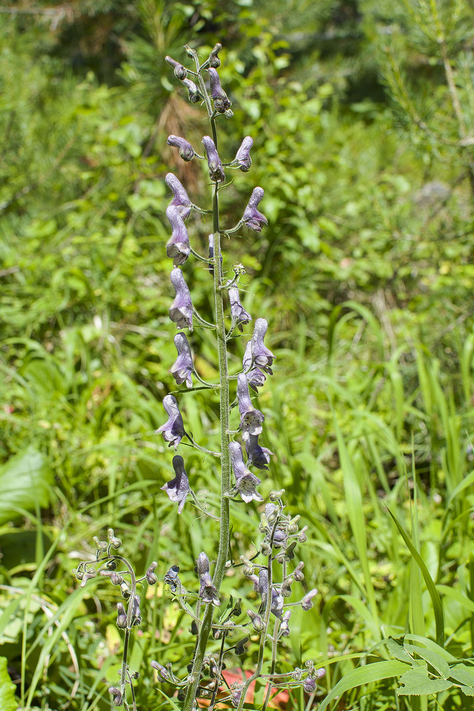 Image of Aconitum septentrionale specimen.