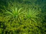 Stratiotes aloides