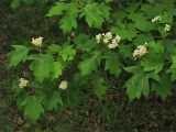 Sorbus torminalis