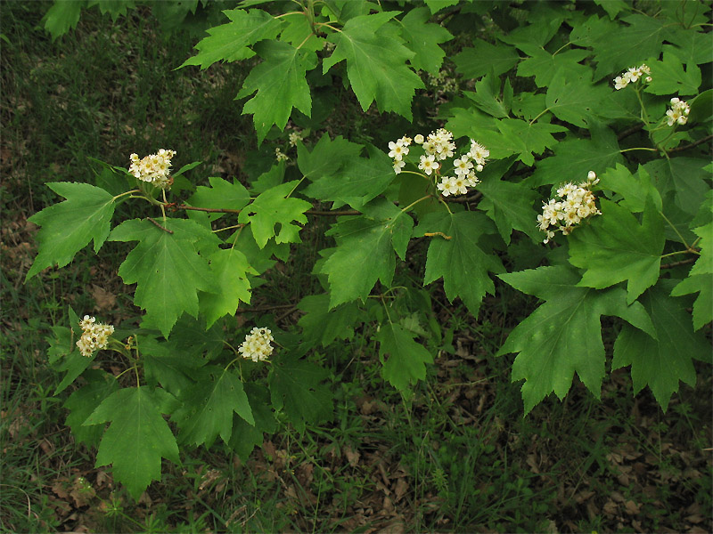 Image of Sorbus torminalis specimen.