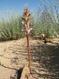 Orobanche cumana