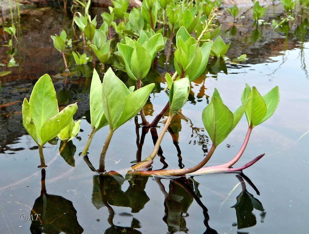 Изображение особи Menyanthes trifoliata.