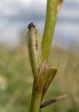 Ophrys mammosa subspecies caucasica. Незрелый плод. Краснодарский край, Крымский р-н, окр. станицы Неберджаевская, дол. р. Липки, пушистодубово-грабинниковый лес, задернованное скальное обнажение с кустами Paliurus spina-christi на месте старого заросшего карьера. 12.05.2025.