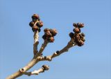 genus Fraxinus
