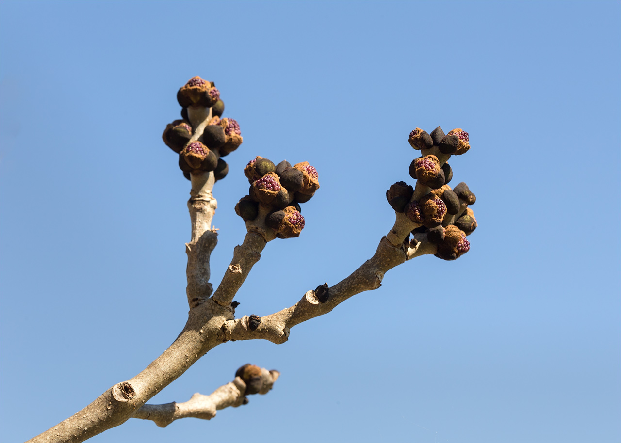Изображение особи Fraxinus excelsior.