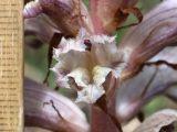 Orobanche callieri. Цветок. Крым, Севастополь, Байдарская дол., опушка лиственного леса. 29 мая 2025 г.