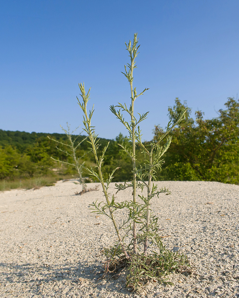 Изображение особи Centaurea diffusa.