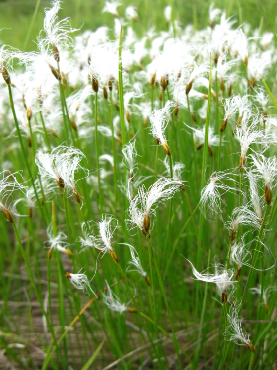 Изображение особи Trichophorum alpinum.