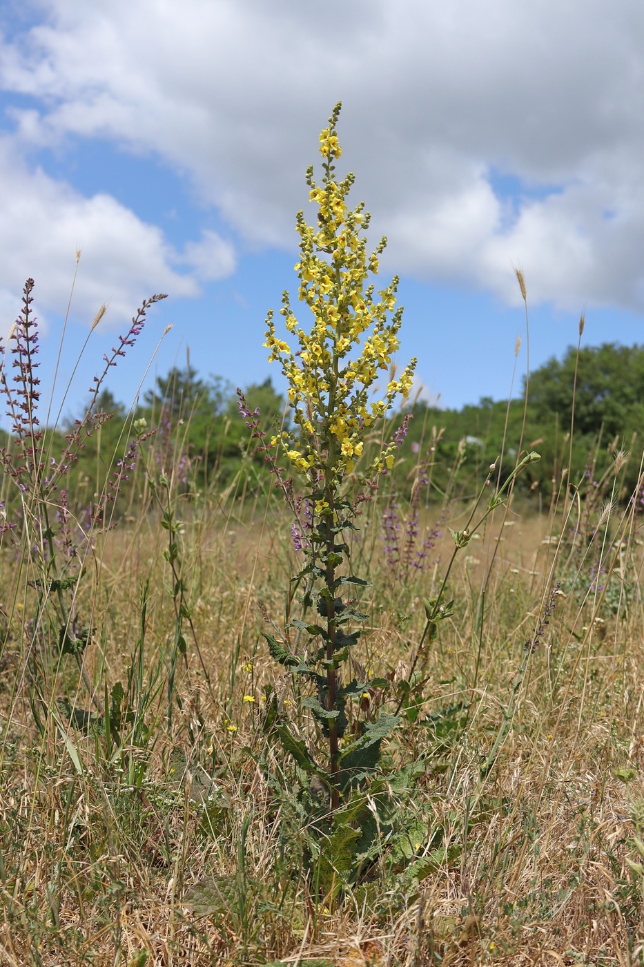 Image of Verbascum pyramidatum specimen.