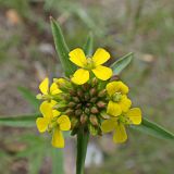 Erysimum cheiranthoides. Соцветие с бутонами и цветками. Хабаровский край, окр. г. Комсомольск-на-Амуре, железнодорожная насыпь. 08.06.2025.