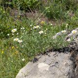 Tripleurospermum caucasicum