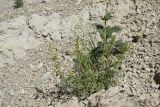 Reseda lutea