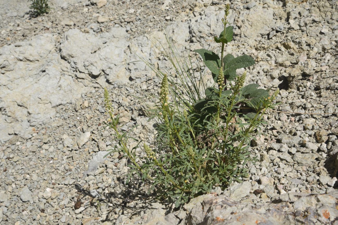Изображение особи Reseda lutea.