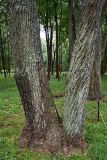 Liriodendron tulipifera. Основание раздваивающегося ствола. Калининградская обл., пос. Янтарный, парк им. М. Беккера. 28.07.2025.