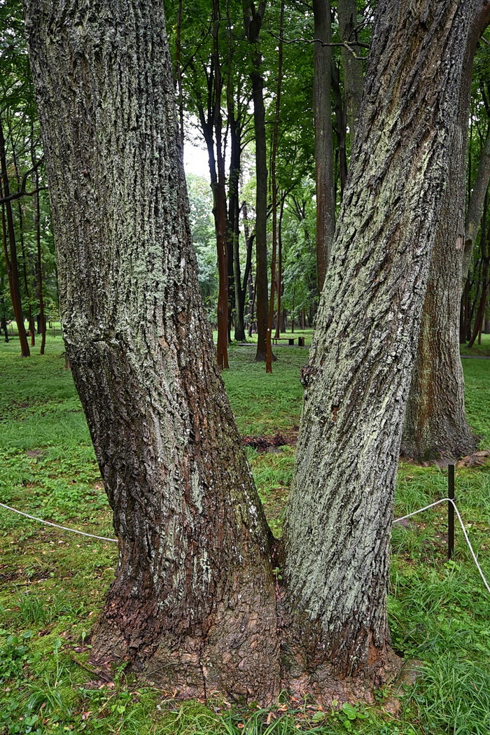 Image of Liriodendron tulipifera specimen.