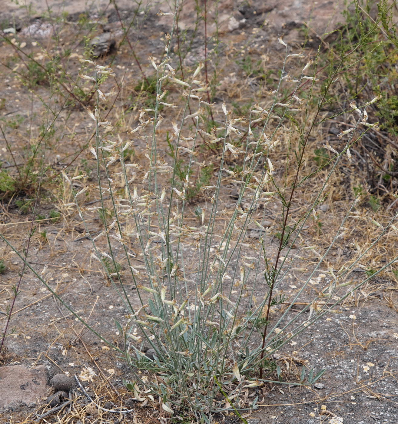 Изображение особи Astragalus schachdarinus.