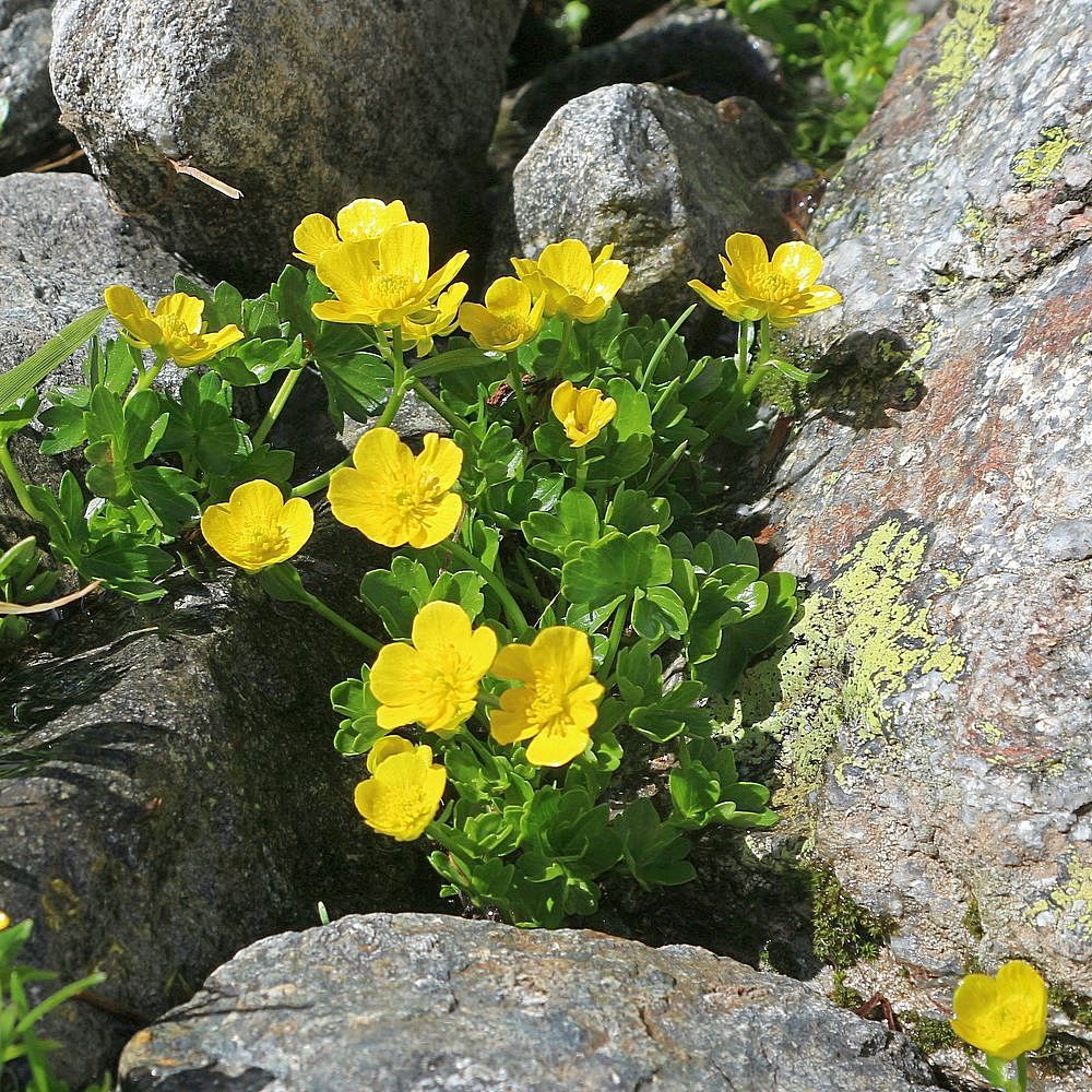 Изображение особи Ranunculus brachylobus.