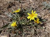 Taraxacum bessarabicum. Цветущее растение. Крым, Красноперекопский р-н, окр. с. Богачёвка, побережье оз. Айгульское, солонцеватая степь. 7 сентября 2025 г.