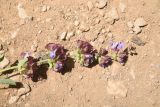 род Salvia. Соцветие. Турция, ил Ван, окр. Кармраванк, горная степь. 22 мая 2025 г.