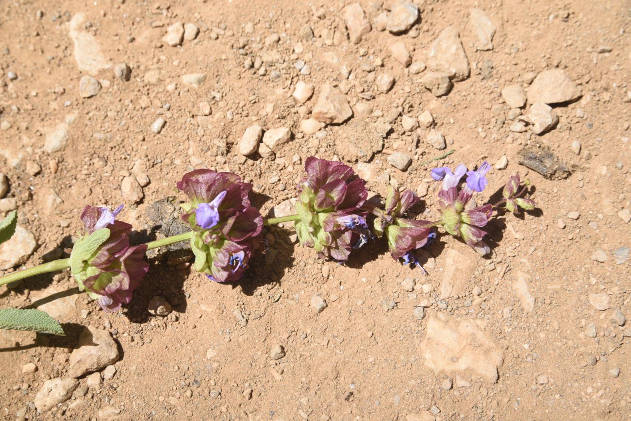 Изображение особи род Salvia.