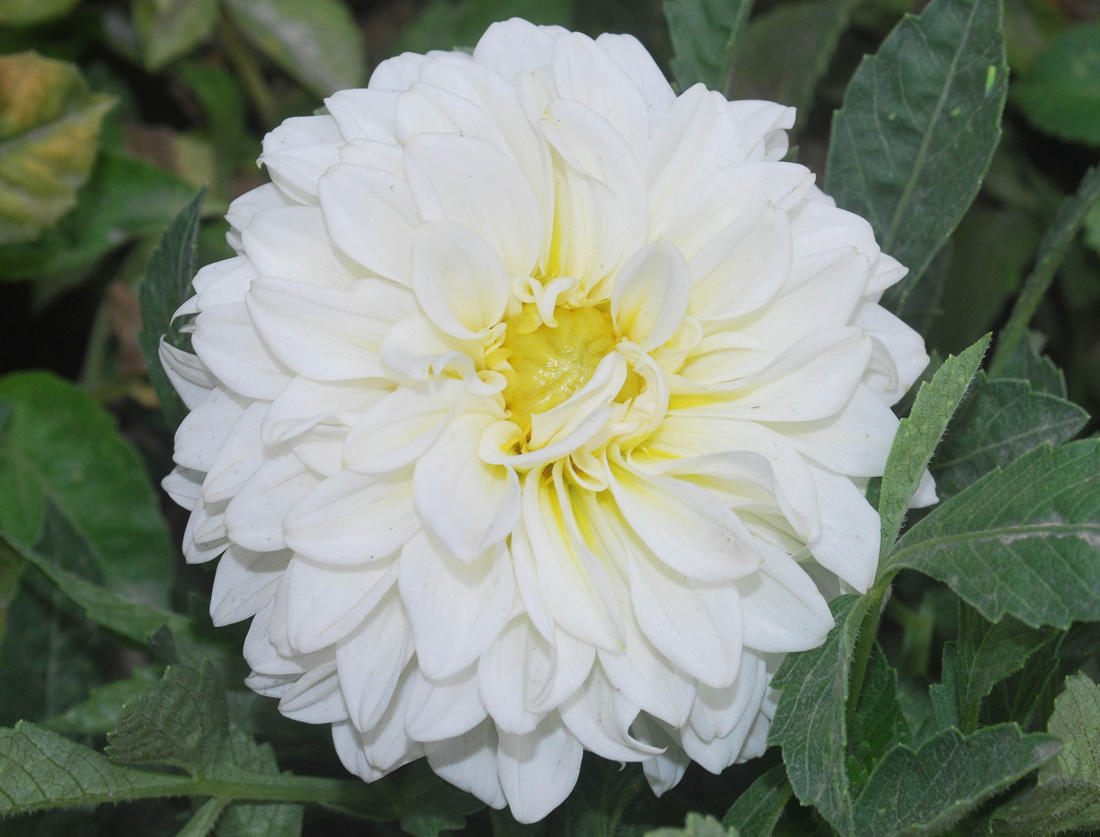 Image of Dahlia &times; cultorum specimen.