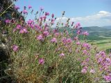 Centaurea × comperiana