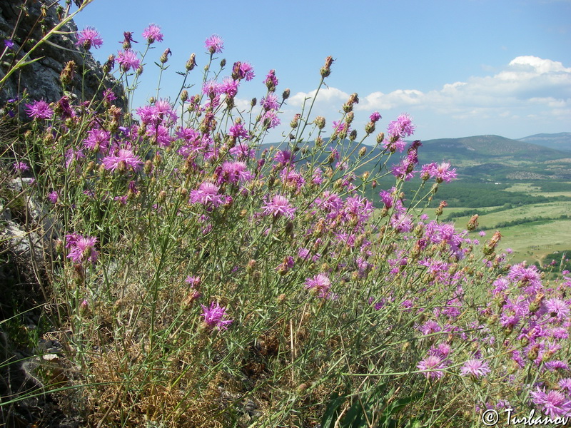 Image of Centaurea &times; comperiana specimen.