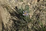 genus Tragopogon. Цветущее растение. Турция, ил Ван, крепость Чавуштепе. 23 мая 2025 г.