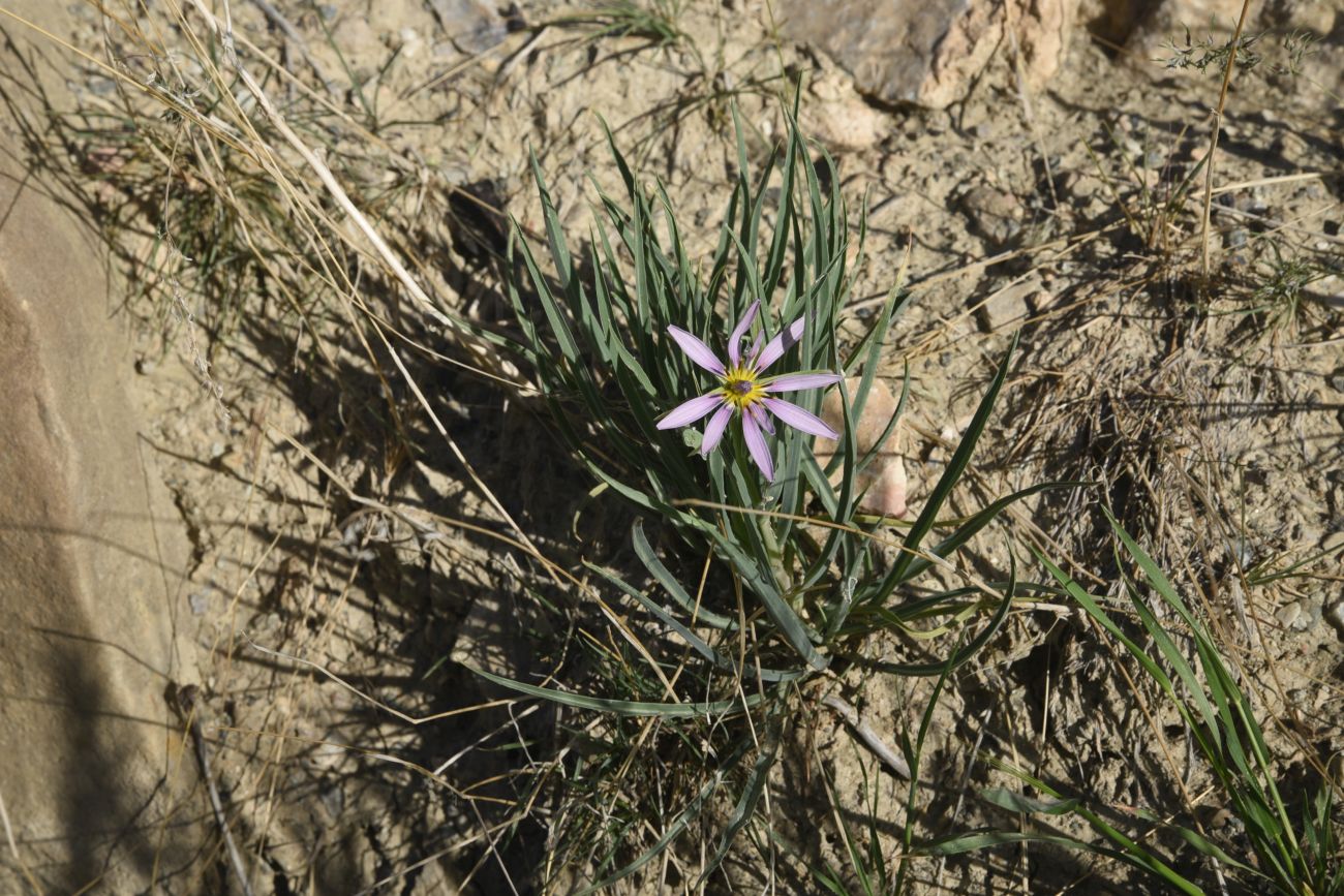 Image of genus Tragopogon specimen.