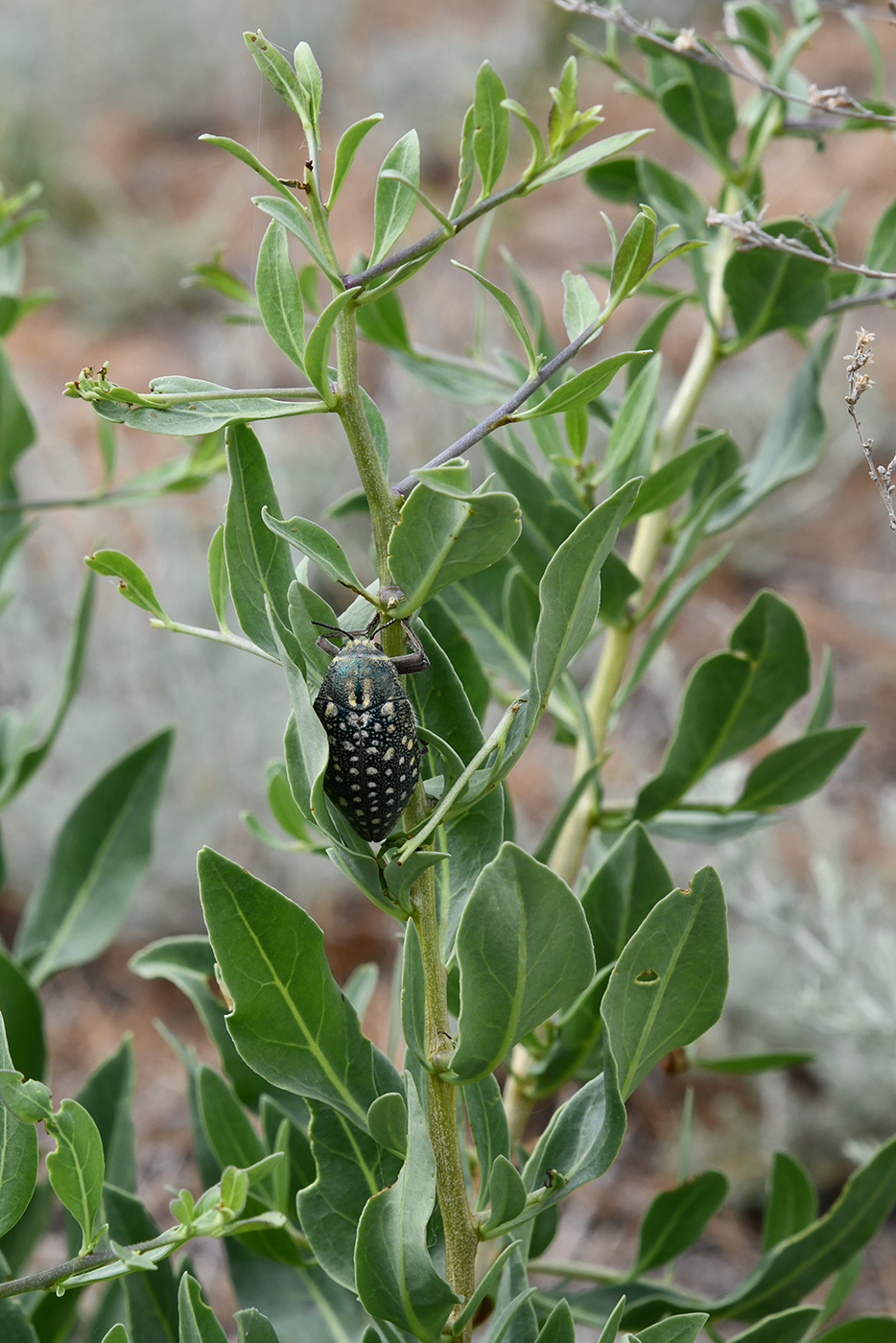 Изображение особи Karelinia caspia.