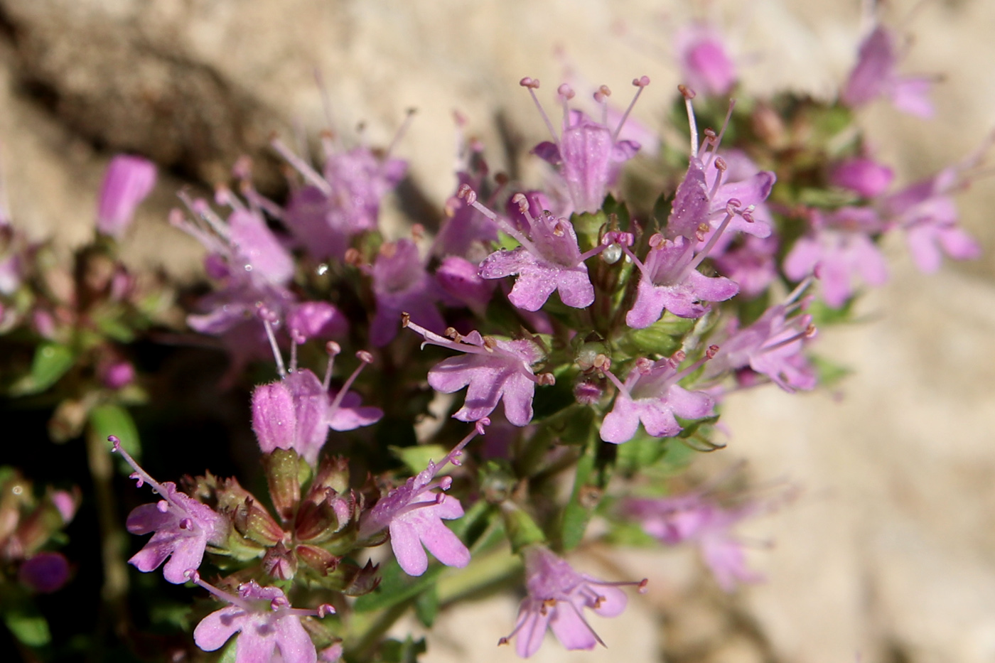 Image of Thymus calcareus specimen.