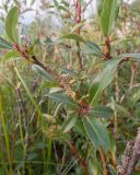View full-size image genus Salix