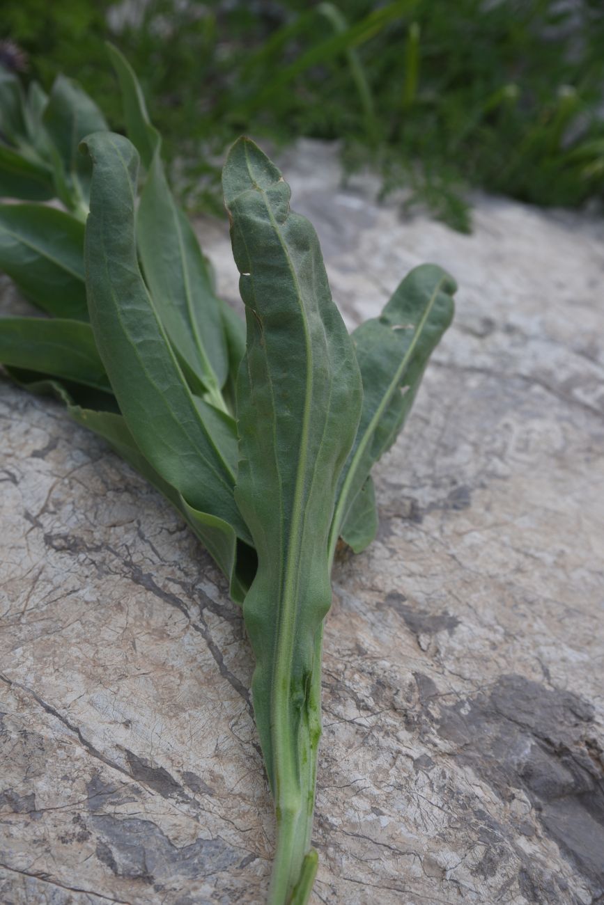 Изображение особи Solenanthus stamineus.